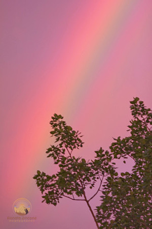 Rainbow, Exeter, RI copyright ronaldzinconephotography