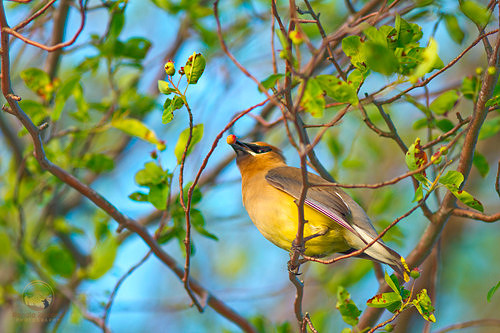 Common Yellowthroat, Beach Pond, Exeter, RI copyright ronaldzinconephotography