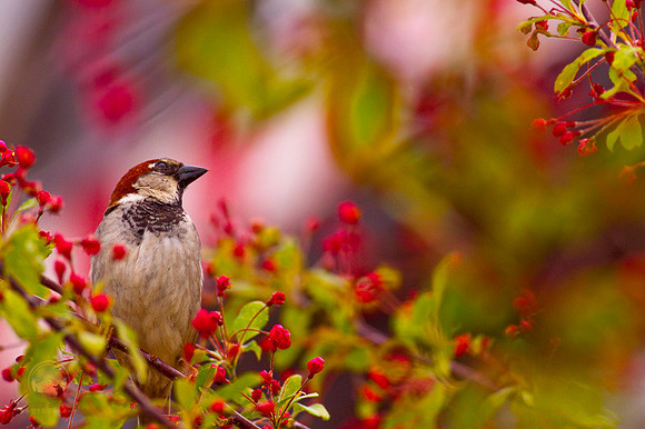 Wildlife, bird, Ogunquit, ME copyright ronaldzinconephotography