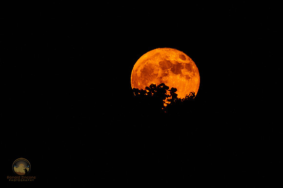 Strawberry Supermoon 2022 SW100 copyright ronaldzinconephotography