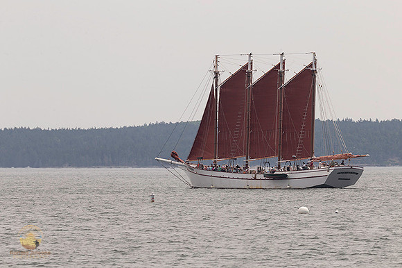 Margaret Todd at Bar Harbor copyright ronaldzinconephotography