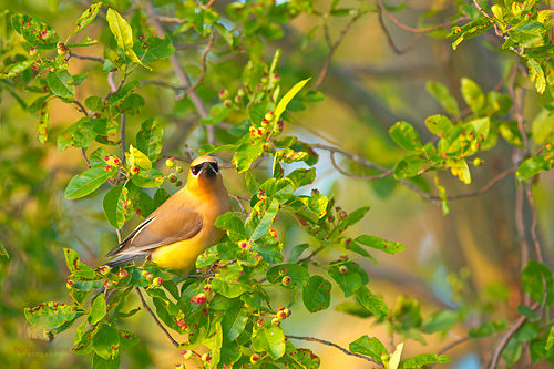 Common Yellowthroat, Beach Pond, Exeter, RI copyright ronaldzinconephotography