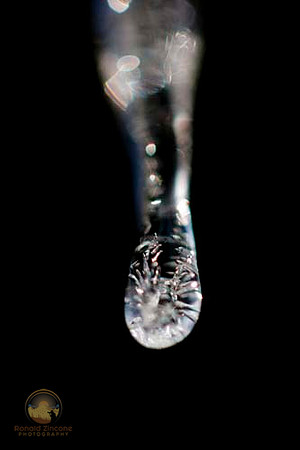 Icicle, URI campuscopyright ronaldzinconephotography