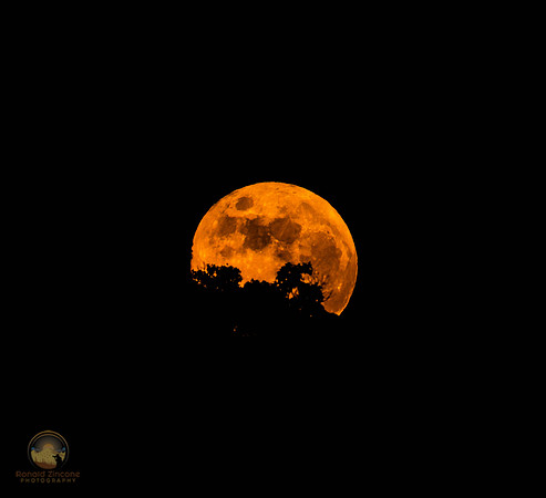Hunter's moon copyright ronaldzinconephotography