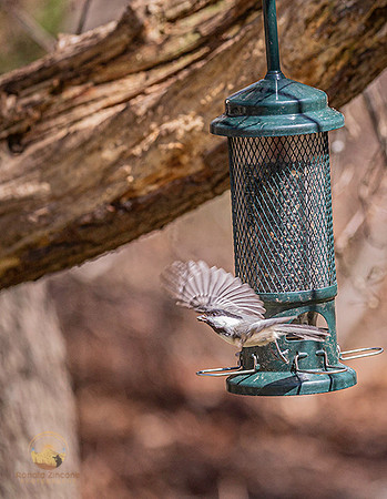 Black-capped Chickadee in flight copyright ronaldzinconephotography