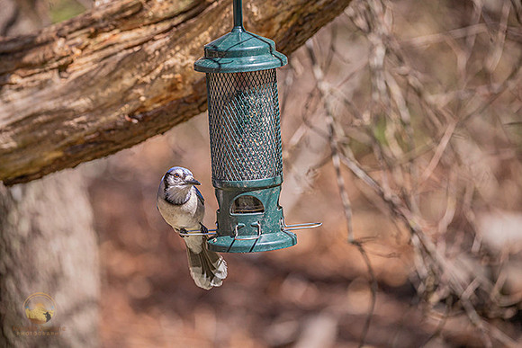 Blue Jay copyright ronaldzinconephotography