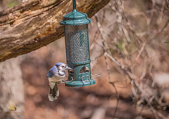 Blue Jay copyright ronaldzinconephotography