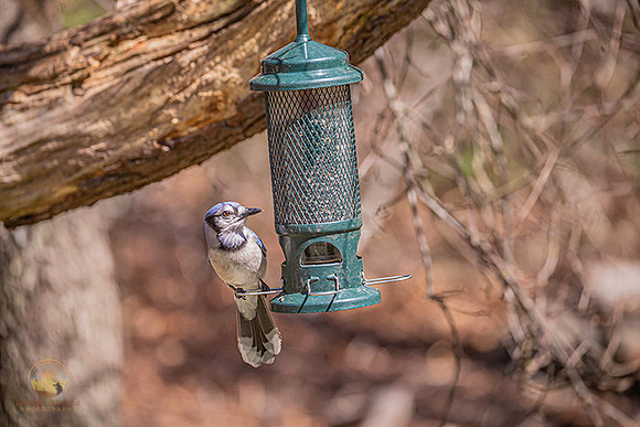 Blue Jay copyright ronaldzinconephotography