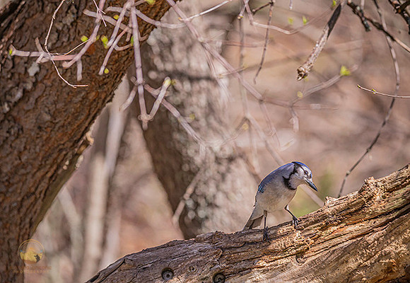 Blue Jay copyright ronaldzinconephotography