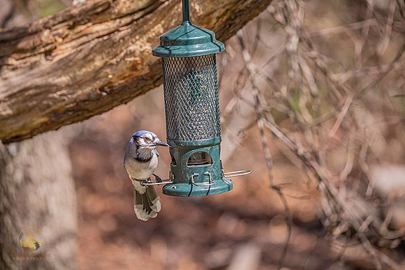 Blue Jay copyright ronaldzinconephotography