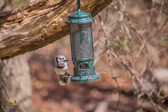 Blue Jay copyright ronaldzinconephotography