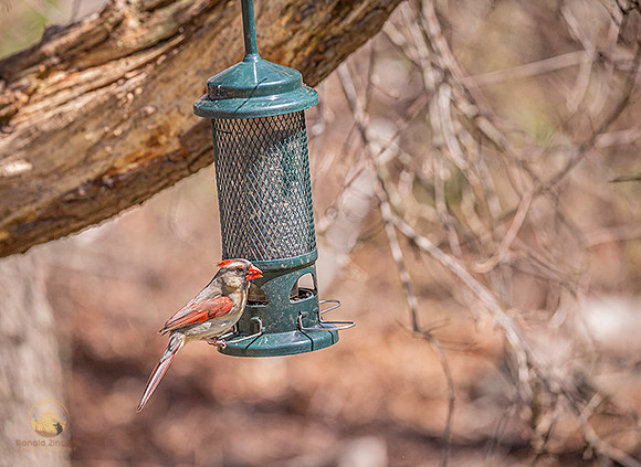 Female Northern Cardinal with seed copyright ronaldzinconephotography
