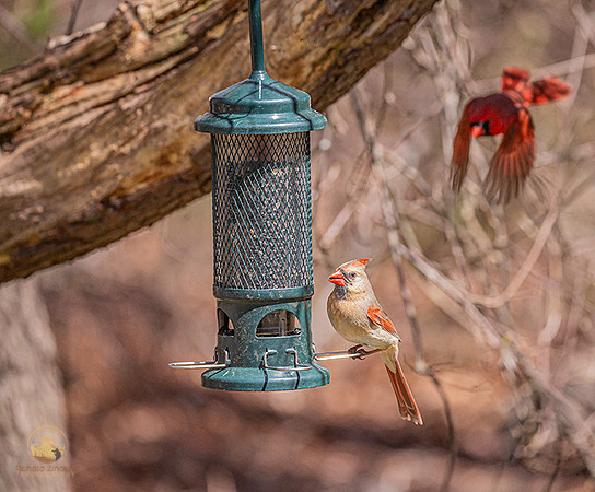 female and male Northern Cardinals copyright ronaldzinconephotography