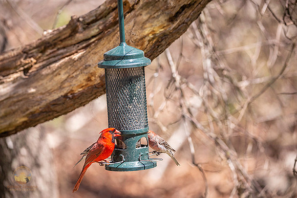 Northern Cardinal and House finch copyright ronaldzinconephotography