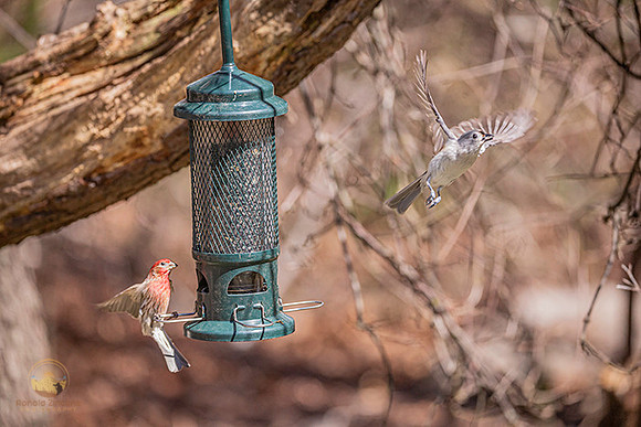 House finch and Tufted Titmouse in flight copyright ronaldzinconephotography