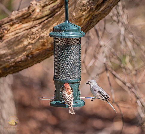 House Finch and Tufted Titmouse copyright ronaldzinconephotography