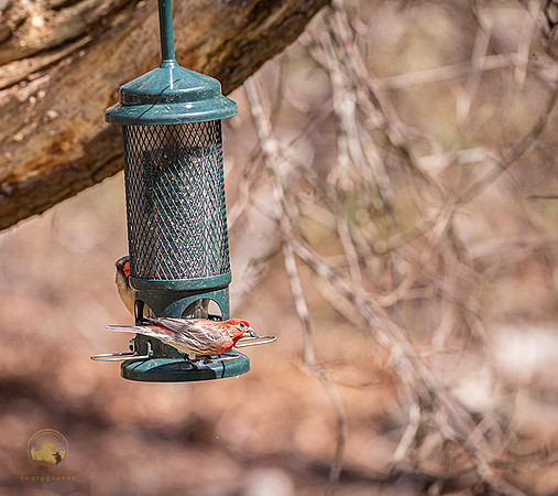 House finch with seed copyright ronaldzinconephotography