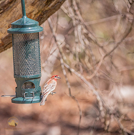 House finch with seed copyright ronaldzinconephotography