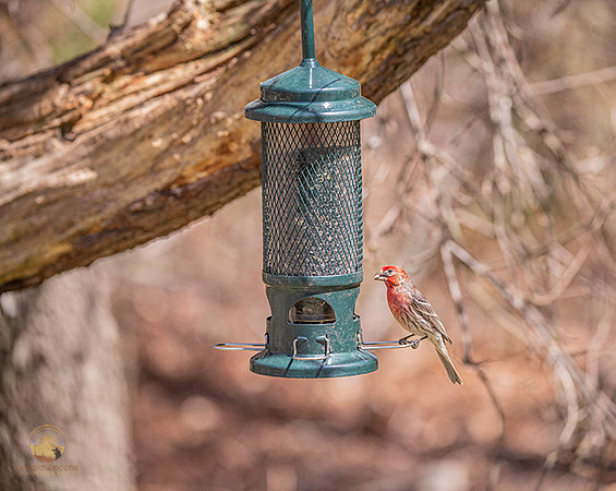 House finch with seed copyright ronaldzinconephotography