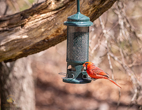 Northern Cardinal copyright ronaldzinconephotography