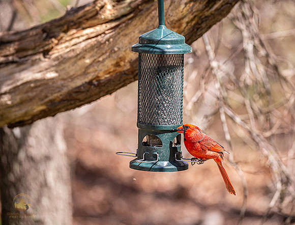 Northern Cardinal copyright ronaldzinconephotography