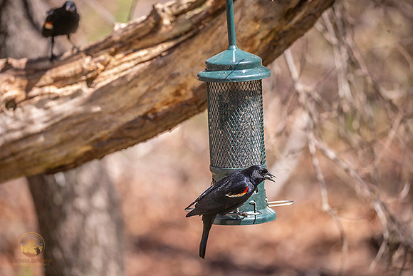 Red-winged Blackbird copyright ronaldzinconephotography