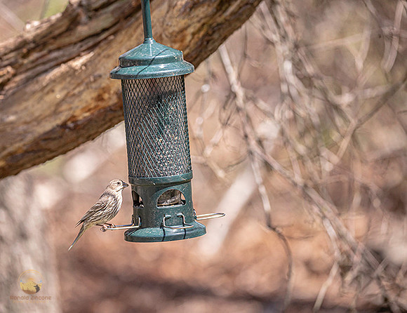 House finch copyright ronaldzinconephotography