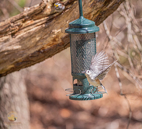 Tufted Titmouse in flight copyright ronaldzinconephotography