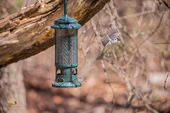 Tufted Titmouse in flight copyright ronaldzinconephotography