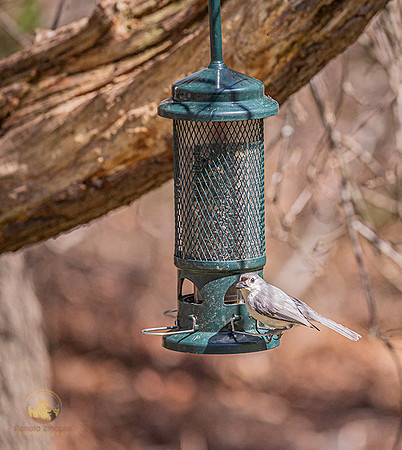 Tufted Titmouse copyright ronaldzinconephotography