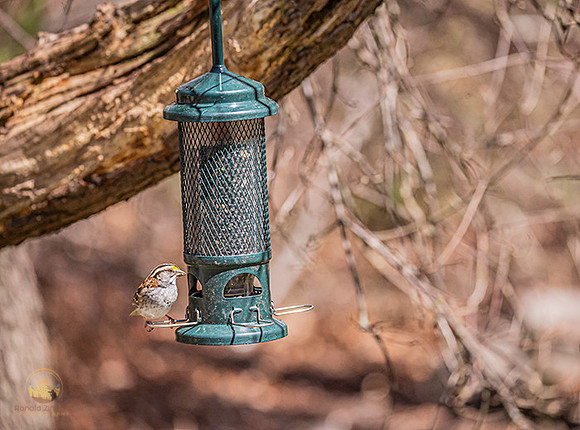 White-throated Sparrow copyright ronaldzinconephotography