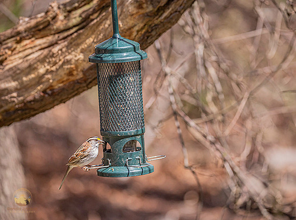 White-throated Sparrow copyright ronaldzinconephotography