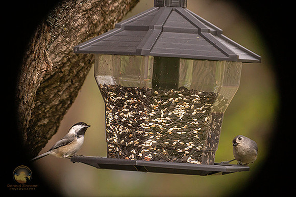 Black-capped Chickadee and Tufted Titmouse copyright ronaldzinconephotography