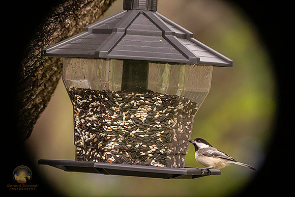 Black-capped Chickadee copyright ronaldzinconephotography