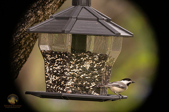 Black-capped Chickadee with seed copyright ronaldzinconephotography