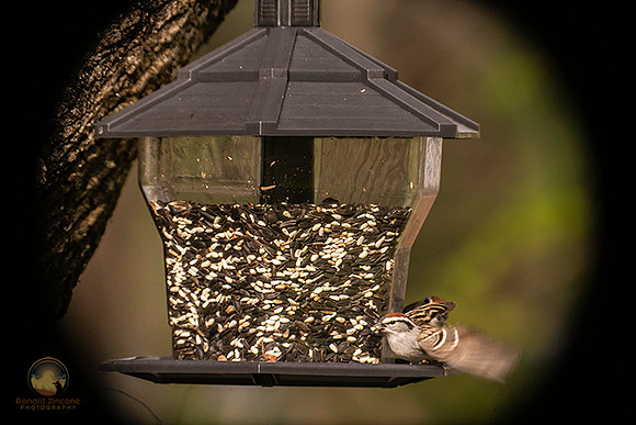 Chipping Sparrow in flight copyright ronaldzinconephotography
