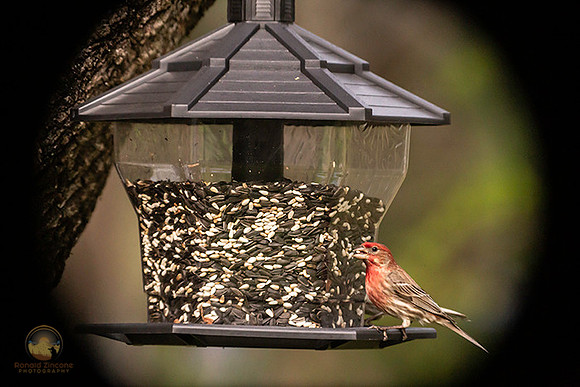 House finch copyright ronaldzinconephotography