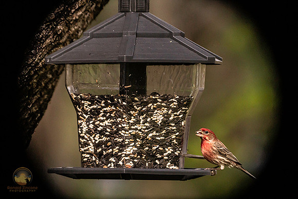 House finch copyright ronaldzinconephotography
