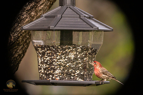House finch copyright ronaldzinconephotography