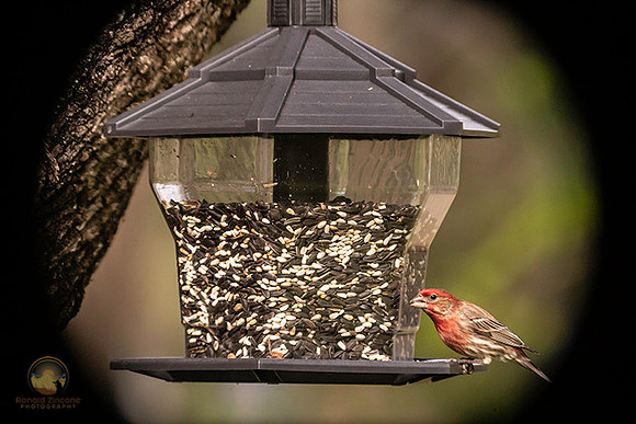 House finch copyright ronaldzinconephotography