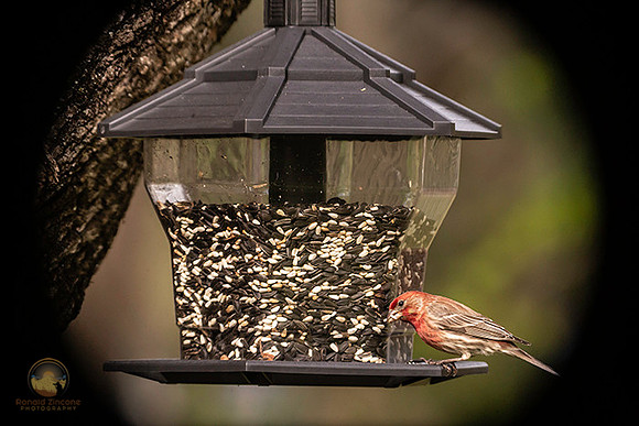 House finch copyright ronaldzinconephotography