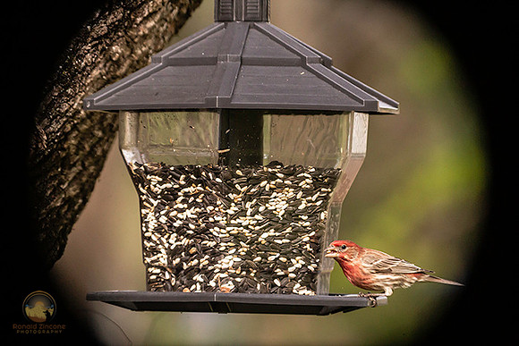 House finch copyright ronaldzinconephotography
