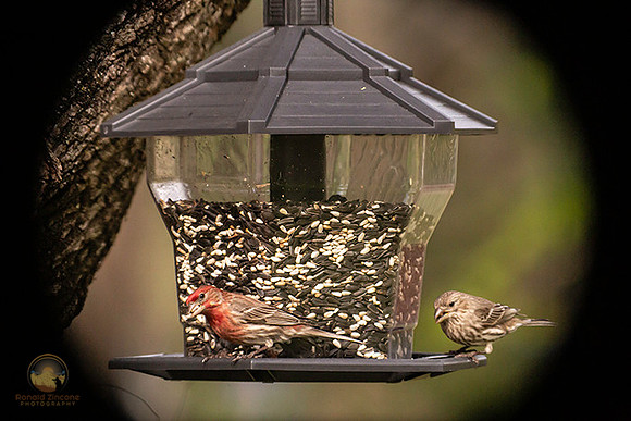 House finch copyright ronaldzinconephotography