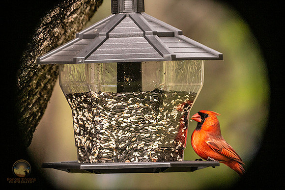 Northern Cardinal copyright ronaldzinconephotography