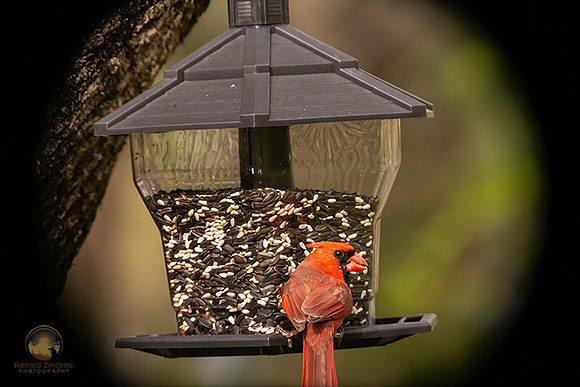 Northern Cardinal copyright ronaldzinconephotography