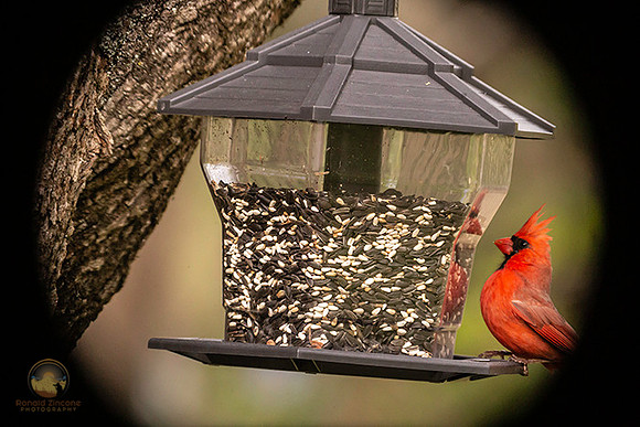 Northern Cardinal copyright ronaldzinconephotography