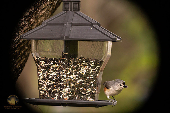 Tufted Titmouse copyright ronaldzinconephotography