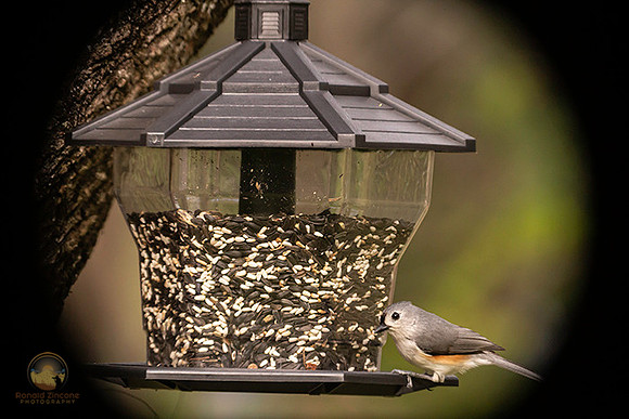 Tufted Titmouse copyright ronaldzinconephotography