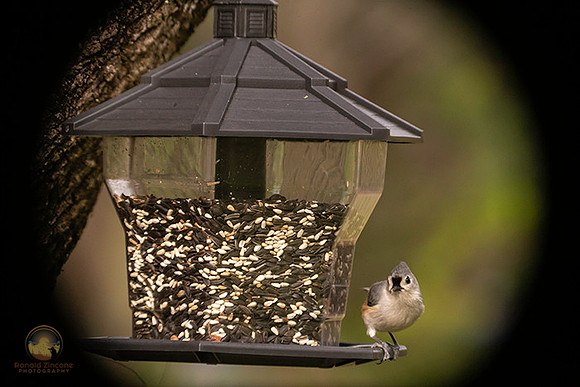 Tufted Titmouse copyright ronaldzinconephotography