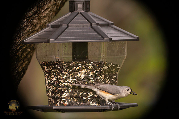 Tufted Titmouse with seed copyright ronaldzinconephotography
